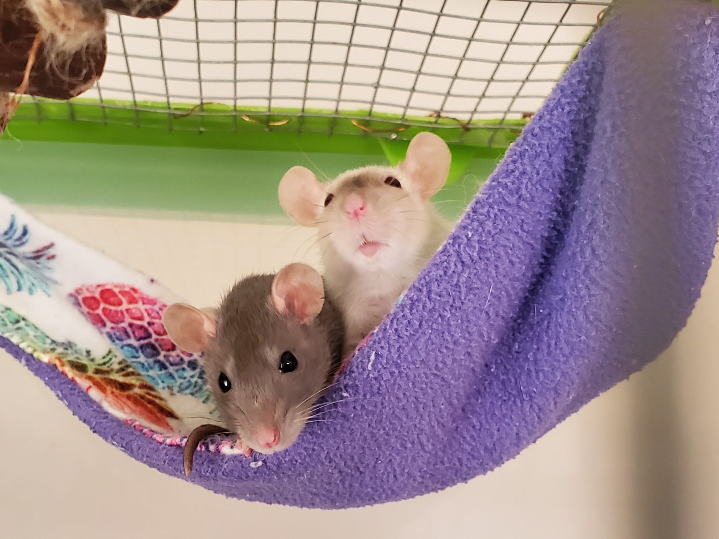 Dumbo Dwarf Rats
